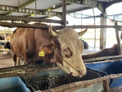 Jumlah Hewan Kurban Idul Adha 1445 H di Batam Capai 4.986 Ekor