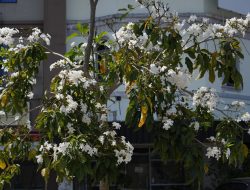 Seperti Vibes di Jepang, Bunga Tabebuya Bermekaran Sepanjang Pendestrian Batam Center