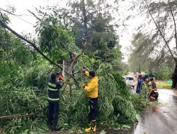 Pohon Tumbang Akibat Hujan Deras Disertai Angin Kencang, Kadiskominfo Batam Imbau Warga Lebih Berhati-Hati